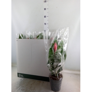 Aechmea fasciata 'Primera'