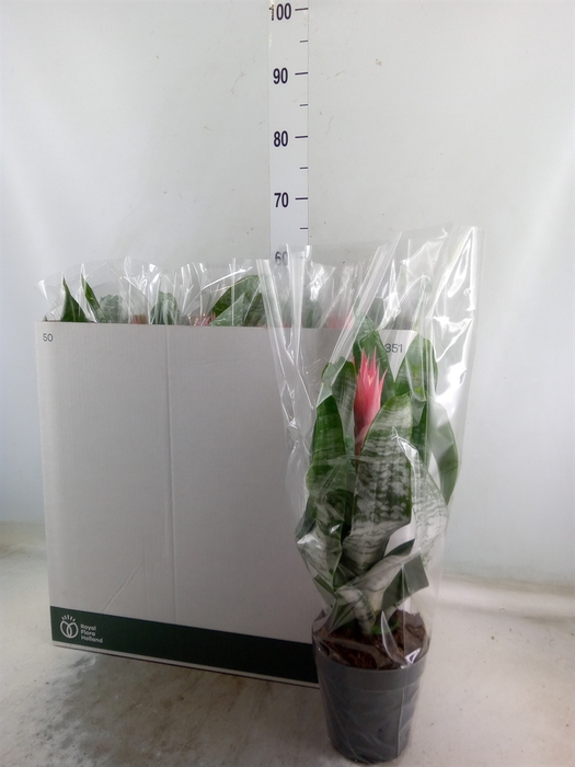 <h4>Aechmea fasciata 'Primera'</h4>