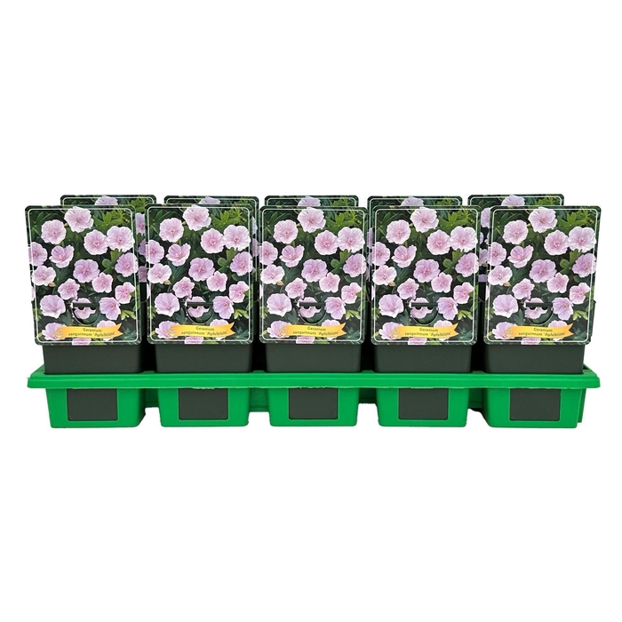 <h4>Geranium sanguineum</h4>