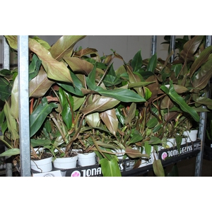 PHILODENDRON MEXICANUM P12