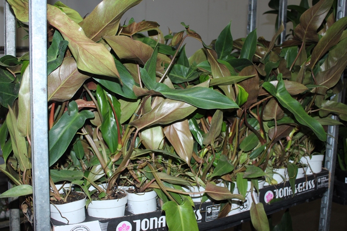 <h4>PHILODENDRON MEXICANUM P12</h4>