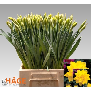 NARC DU GOLDEN DUCAT