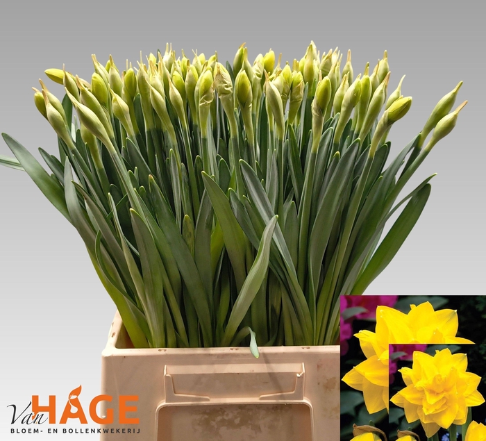 <h4>NARC DU GOLDEN DUCAT</h4>