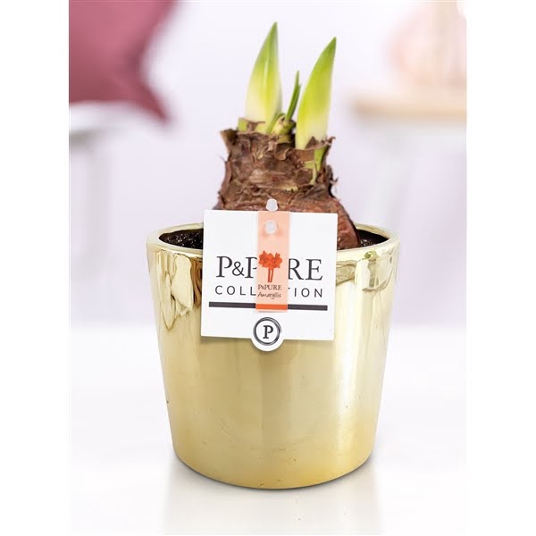 <h4>Hippeastrum red in P&PURE Laryssa ceramics shiny gold</h4>