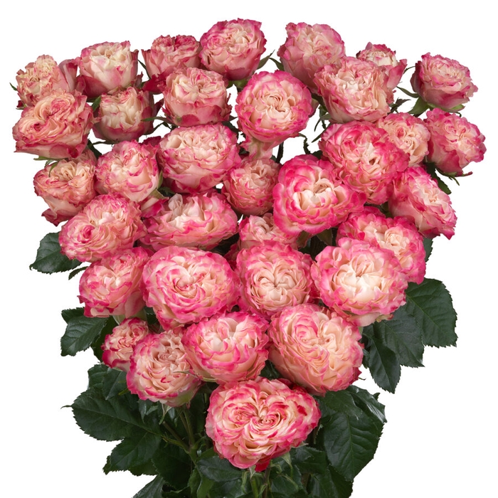 R TR BLUSHING FLOW