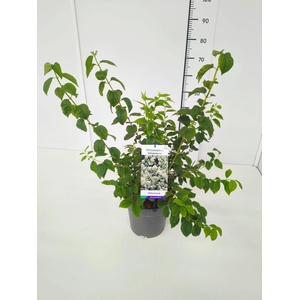 Philadelphus coronarius