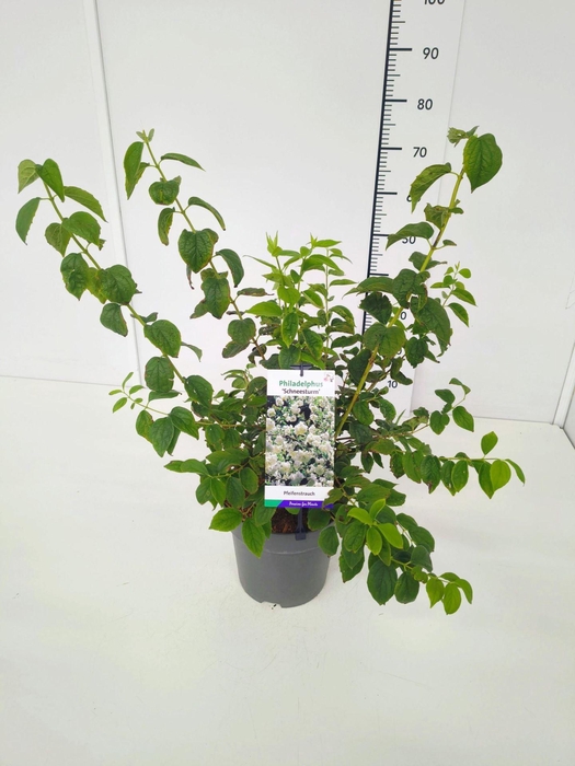 <h4>Philadelphus coronarius</h4>
