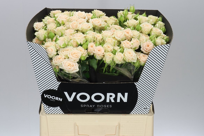<h4>Rosa Tr Tanja</h4>