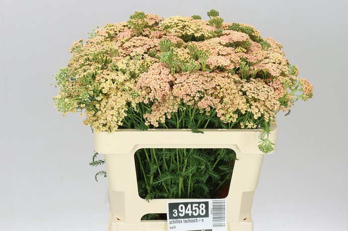 <h4>Achillea Lachsschönheit</h4>