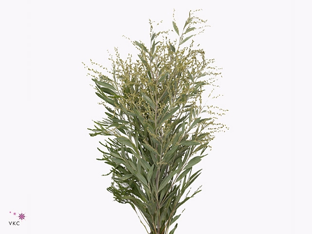 ACACIA BL HAMBURY BS