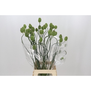 Allium Green Berry