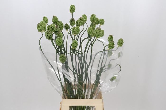 <h4>Allium Green Berry</h4>