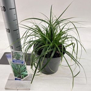 Carex oshimensis