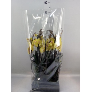 Phalaenopsis  'Manta Palau'