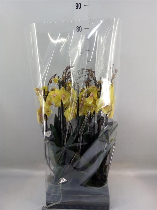 <h4>Phalaenopsis  'Manta Palau'</h4>