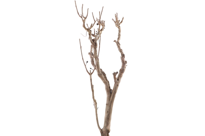 <h4>Syringa Branch Super Schubert</h4>