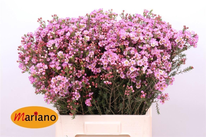 <h4>CHAMELAUCIUM  'ADI'</h4>