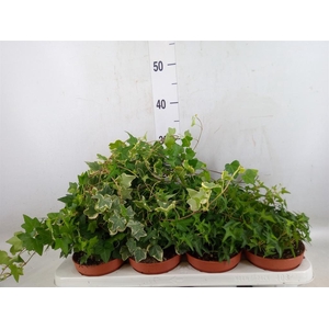 Hedera   ...mix