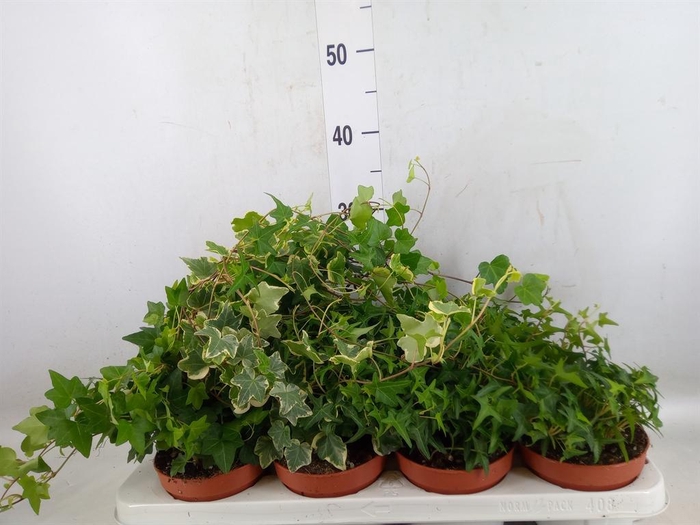 <h4>Hedera   ...mix</h4>