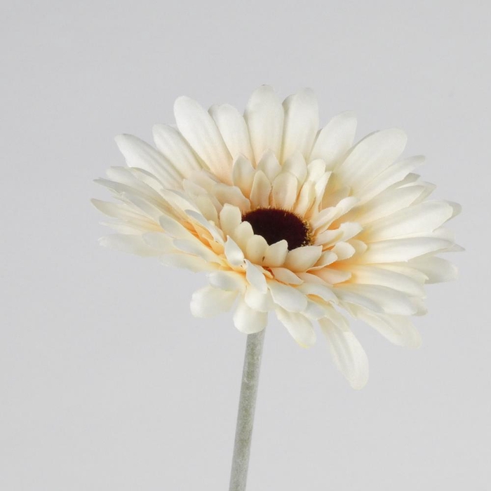 <h4>Af Gerbera L58cm Cream</h4>