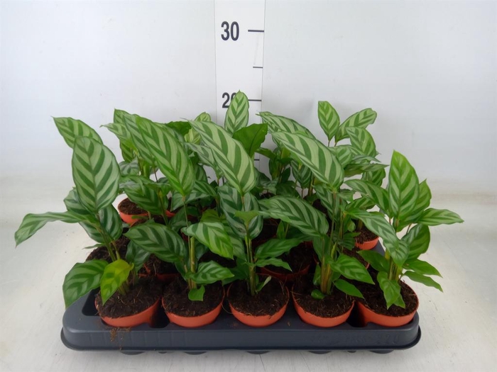 <h4>Calathea  'Freddie'</h4>
