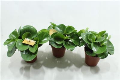 <h4>12cm Pep Obtusifolia</h4>