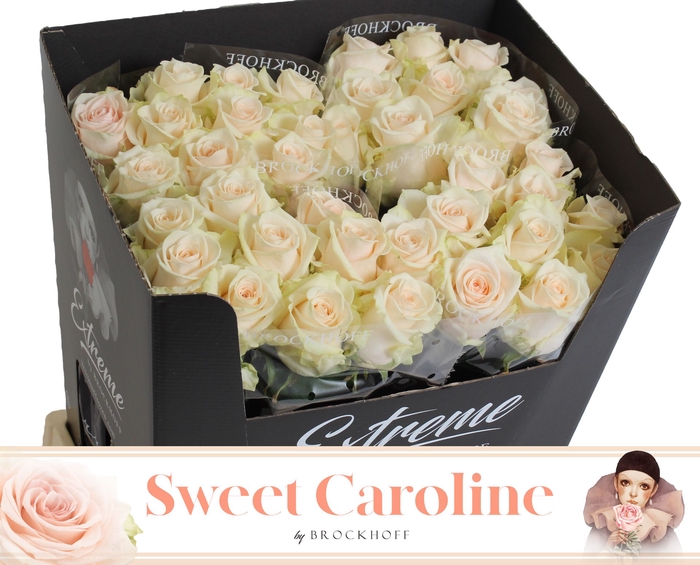 <h4>Rosa grootbloemig Sweet Caroline</h4>