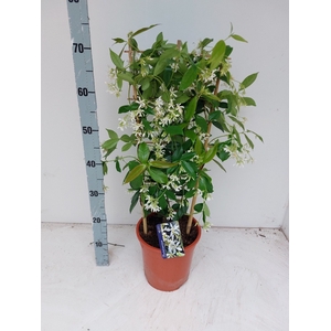 TRAC JASMINOIDES