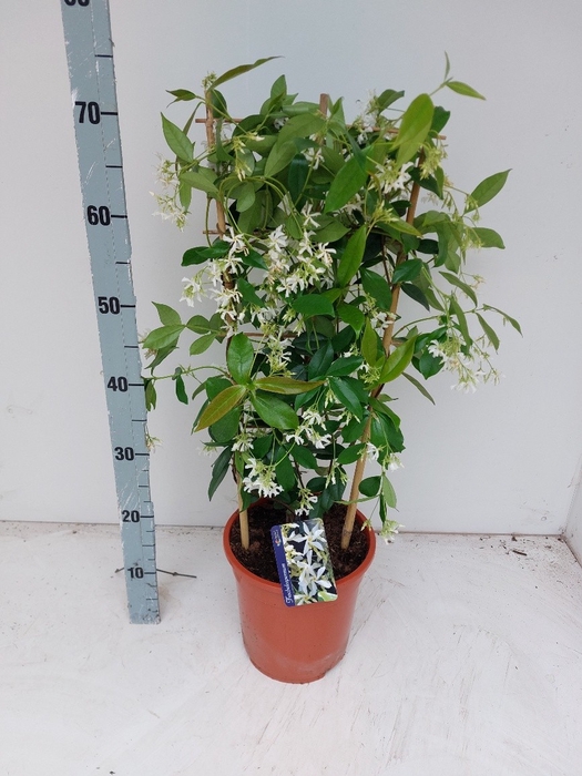 TRAC JASMINOIDES