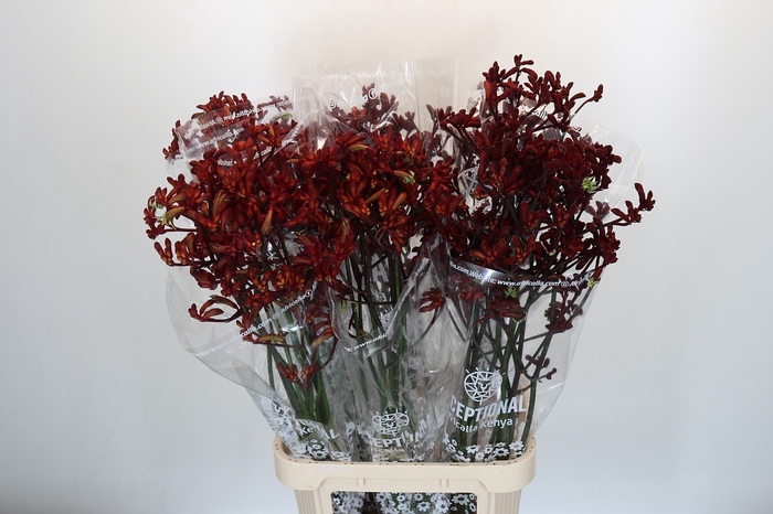 <h4>Anigozanthos Early Spring</h4>