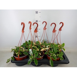 Hoya carnosa 'Krimson Queen'