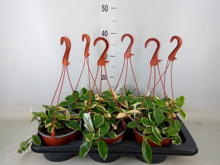 <h4>Hoya carnosa 'Krimson Queen'</h4>