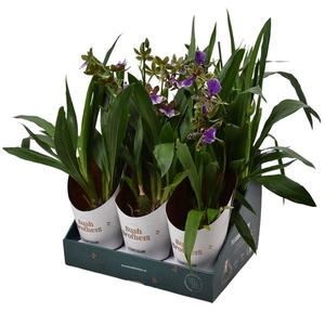 Zygopetalum 'Louisendorf'