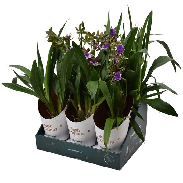 <h4>Zygopetalum 'Louisendorf'</h4>
