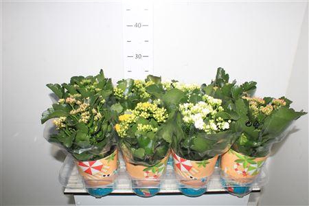 <h4>Kal Ge Gem Rijpte 1-2 P12.</h4>
