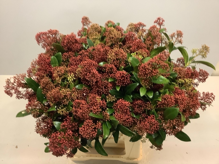 <h4>SKIM J RUBELLA BS</h4>