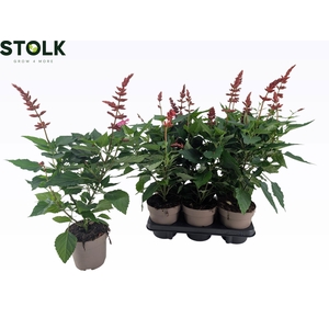 SALVIA  LAKE FLAMING