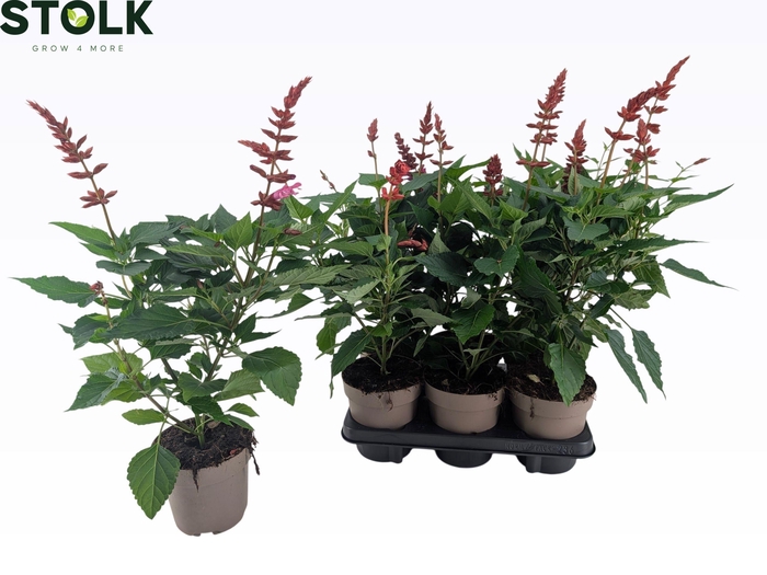 <h4>SALVIA  LAKE FLAMING</h4>