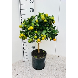 Citrus Calamondin on stem