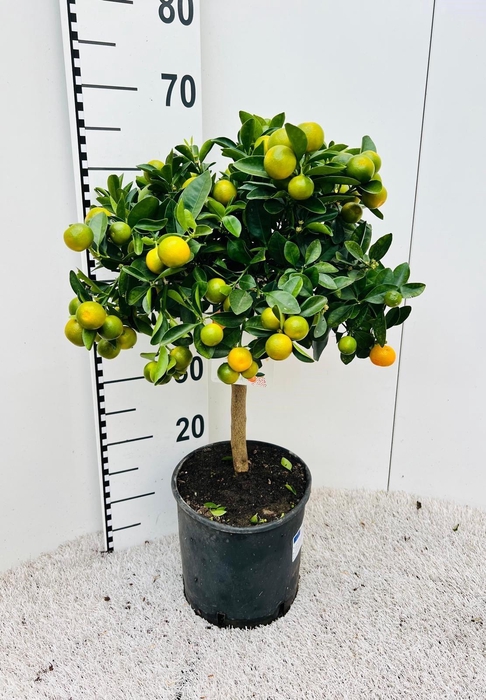 <h4>Citrus Calamondin on stem</h4>