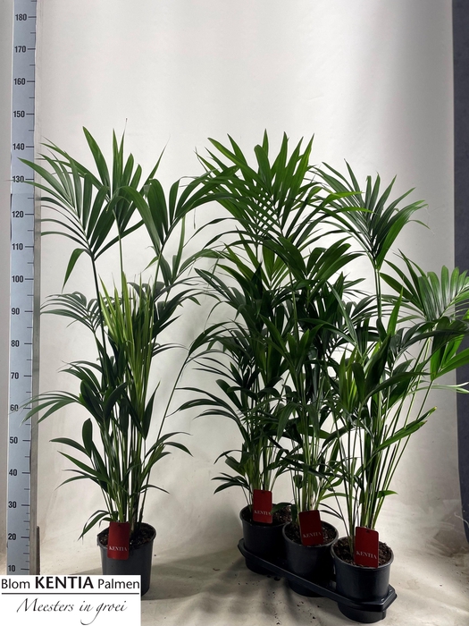 <h4>HOWEA FORSTERIANA</h4>