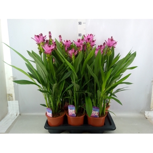 Curcuma alism. 'Siam Splash'