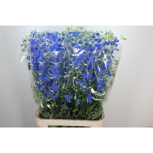 Delphinium EN 'Volkerfrieden'