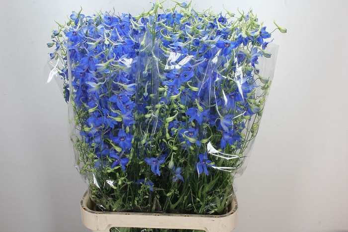 <h4>Delphinium EN 'Volkerfrieden'</h4>