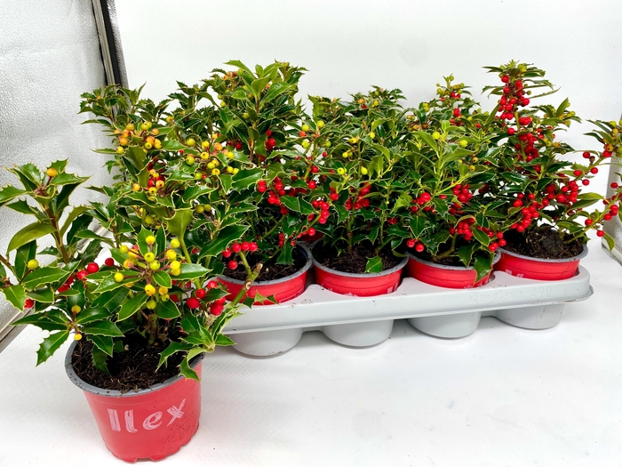 <h4>Ilex Aq Alaska</h4>