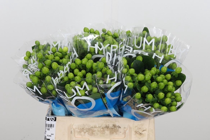 <h4>Hyp Coco Bamboo</h4>