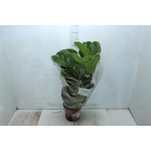 FICUS LYRATA P17
