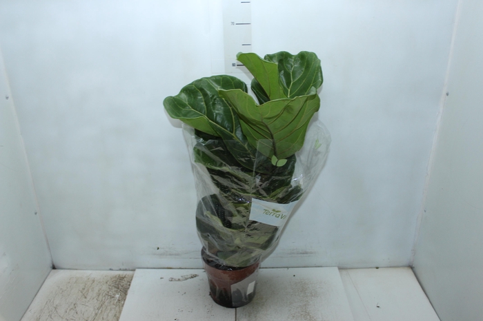 <h4>FICUS LYRATA P17</h4>