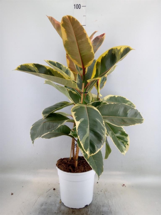 <h4>Ficus   ...</h4>