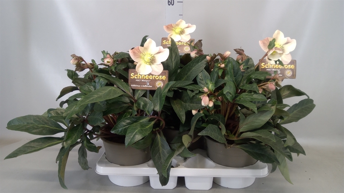 <h4>Helleborus x bal. 'Maestro'</h4>